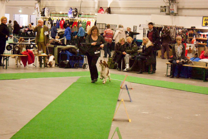 Hundutställning i Kista