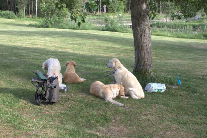 Valpträff Sangold 2016-06-09 01.jpg