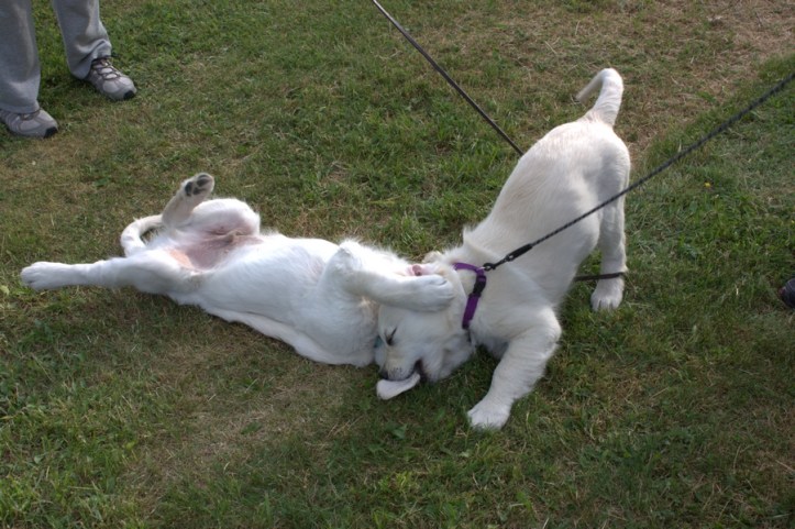 Valpträff Sangold 2016-06-09 02